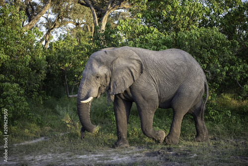  Elephant walking along the treeline in Botswana