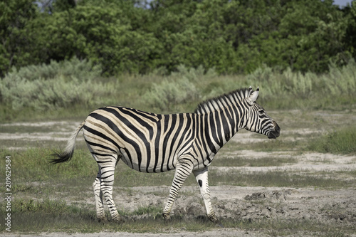 Zebra on the Savanna on the Okavango Delta in Botswana