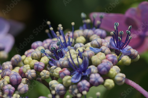 紫陽花のつぼみ