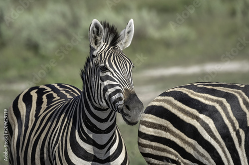 Young Zebra Foal on the Savanna in Botswana Standing Next to its Mother
