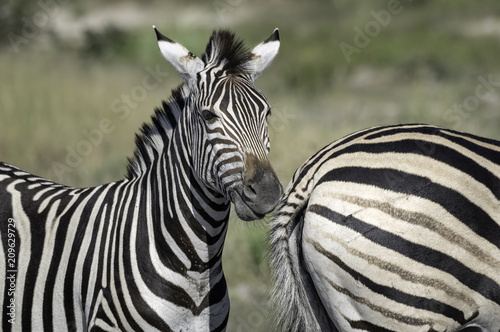 Young Zebra Foal on the Savanna of the Okavango Delta in Botswana Standing Next to its Mother