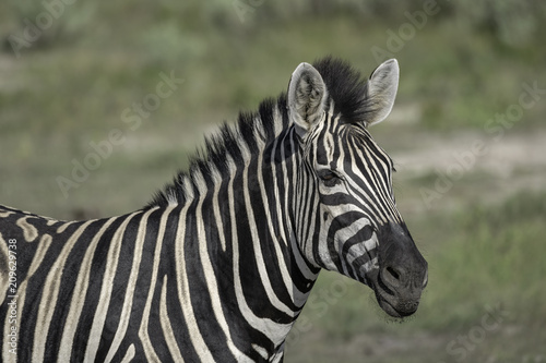 Zebra on the Savanna in Botswana