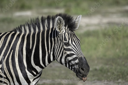 Zebra on the Savanna in Botswana © Lori Labrecque