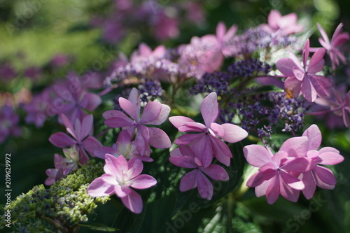 額紫陽花