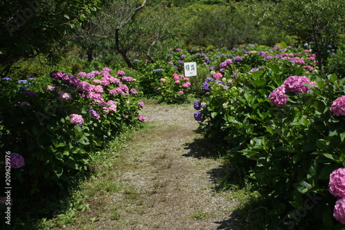 紫陽花のつぼみ