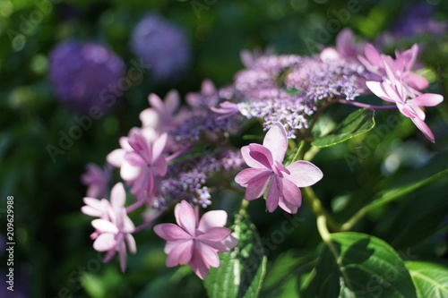 額紫陽花