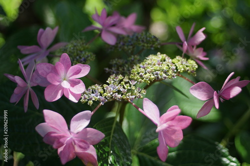 額紫陽花