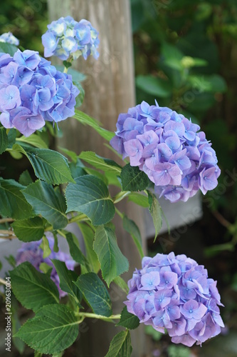 青い紫陽花