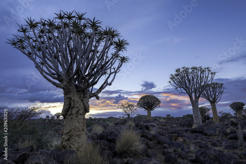 Quiver Tree Forest in Namibia - Sunset