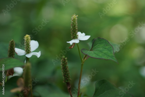 白い花