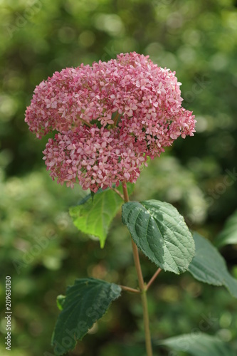 ピンクの紫陽花