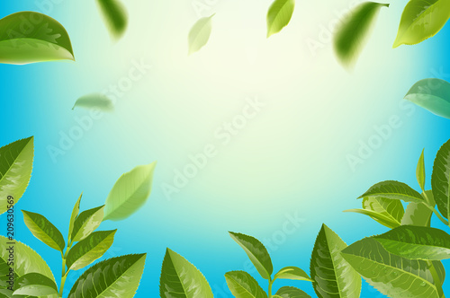 green tea leaves in motion on sky background.