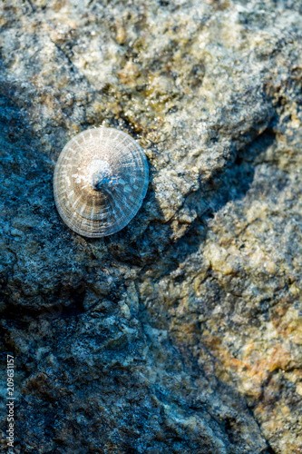 beautiful round seashell stick on the rock near the coast