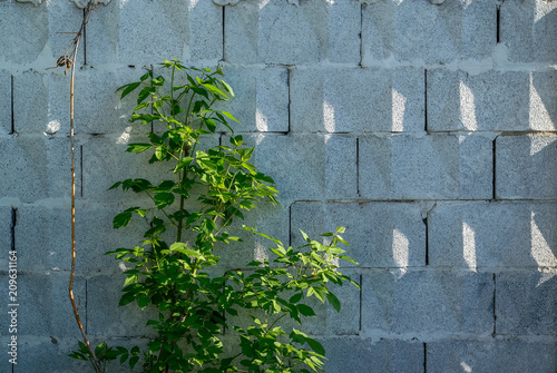 Background, a wall of big grey brick blocks with a triangular ornament, shadows from the sun and a plant