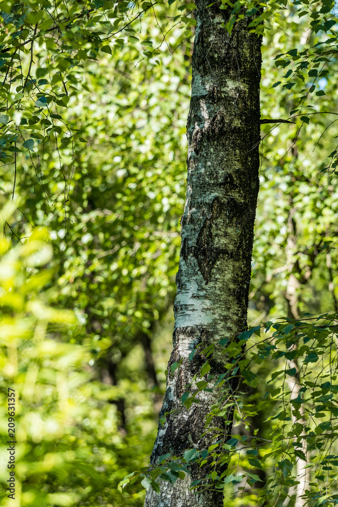 grey tree trunk with rough surface inside lush forest on a sunny day grey tree trunk with rough surface inside lush forest on a sunny day