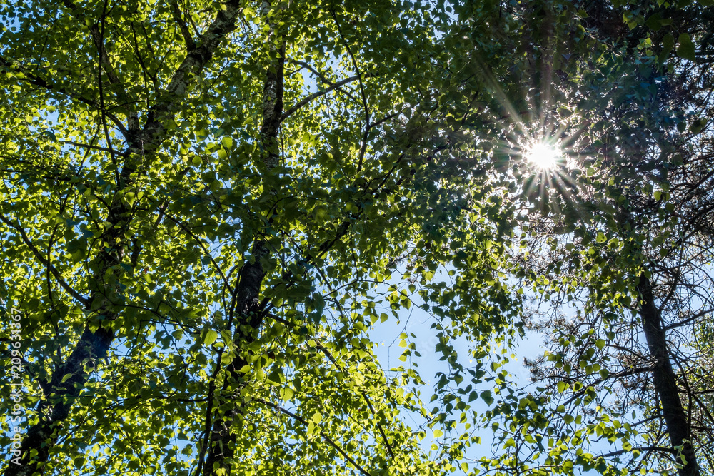 Obraz premium sun shining through the green foliage in the forest on a clear day