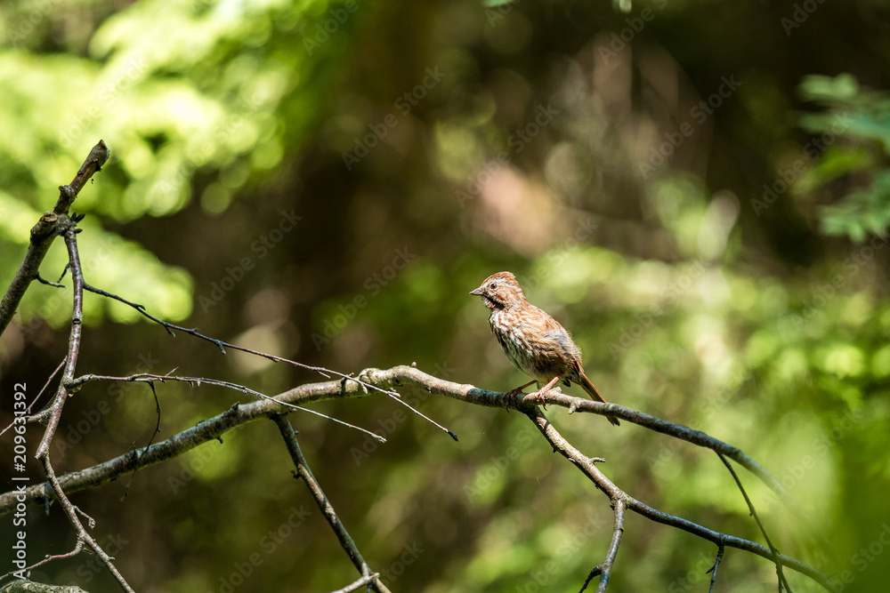 small sparrow resting on the branch under the sun in the forest. small sparrow resting on the branch under the sun in the forest.