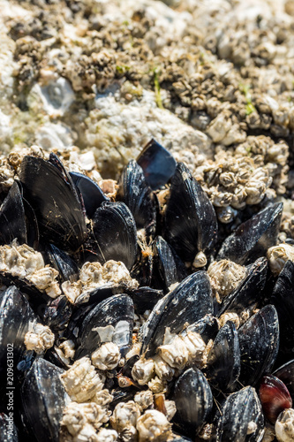 a bunch of mussels on the rocky coast under the sun