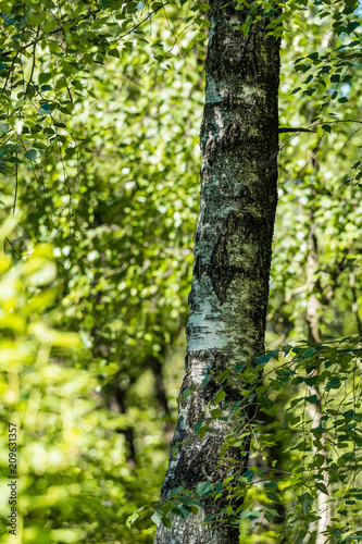 grey tree trunk with rough surface inside lush forest on a sunny day