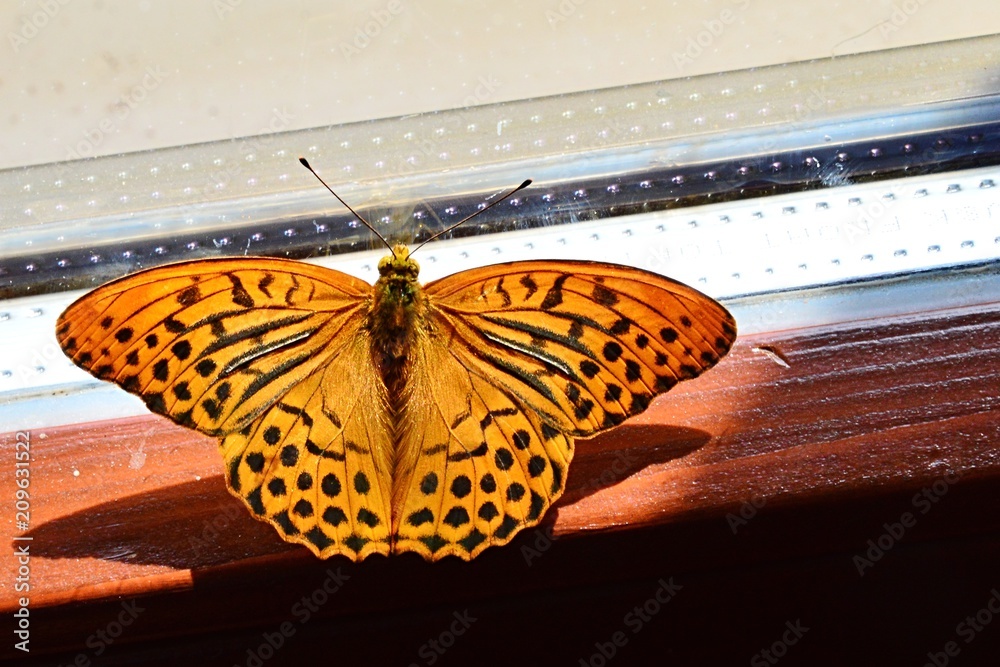 Obraz premium Yellow butterfly with black dots Silver Washed Fritillary, latin name Argynnis Paphia, sitting on wooden window frame