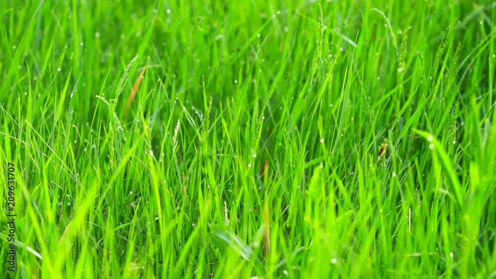 Blurred grass background with water drops. 4K shot with motorized slider. Blurred grass background with water drops. 4K shot with motorized slider.