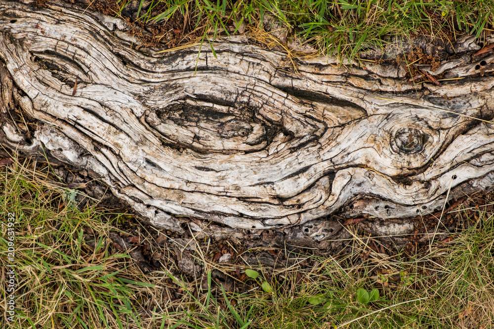 texture of tree roots formation mixed with grasses on the ground texture of tree roots formation mixed with grasses on the ground