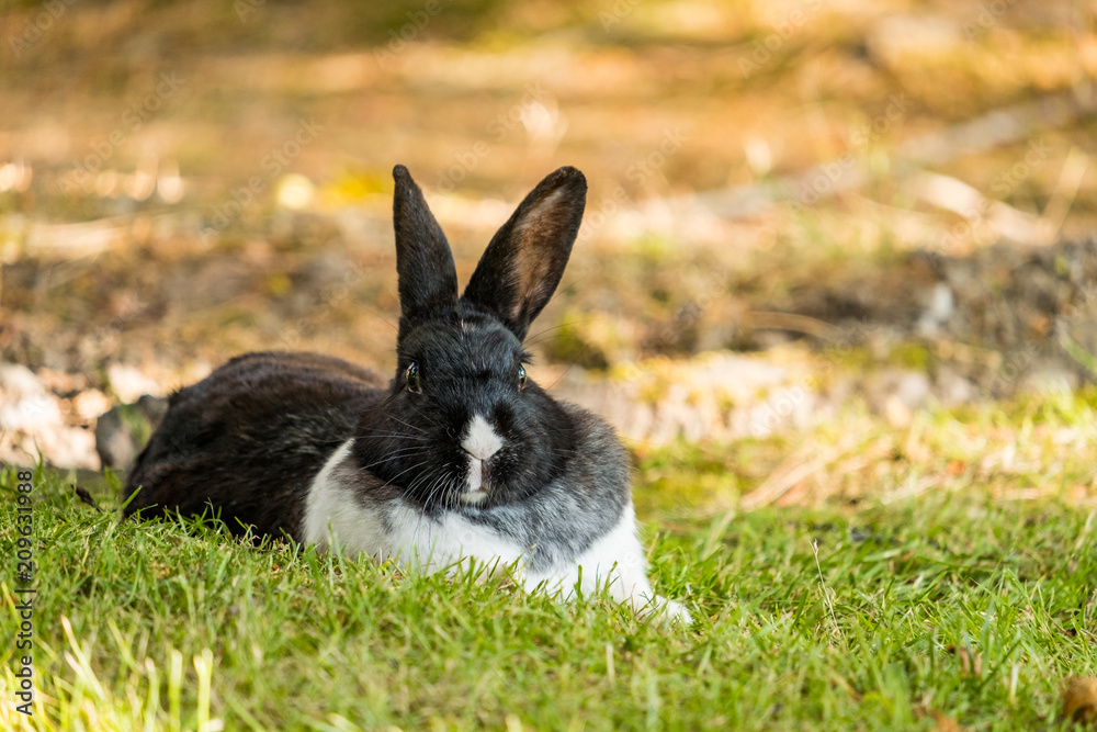 Obraz premium funny black rabbit with white chest laying on the ground with ear pointing two directions.