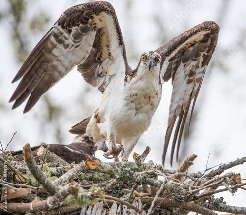 Nesting osprey in Tennessee