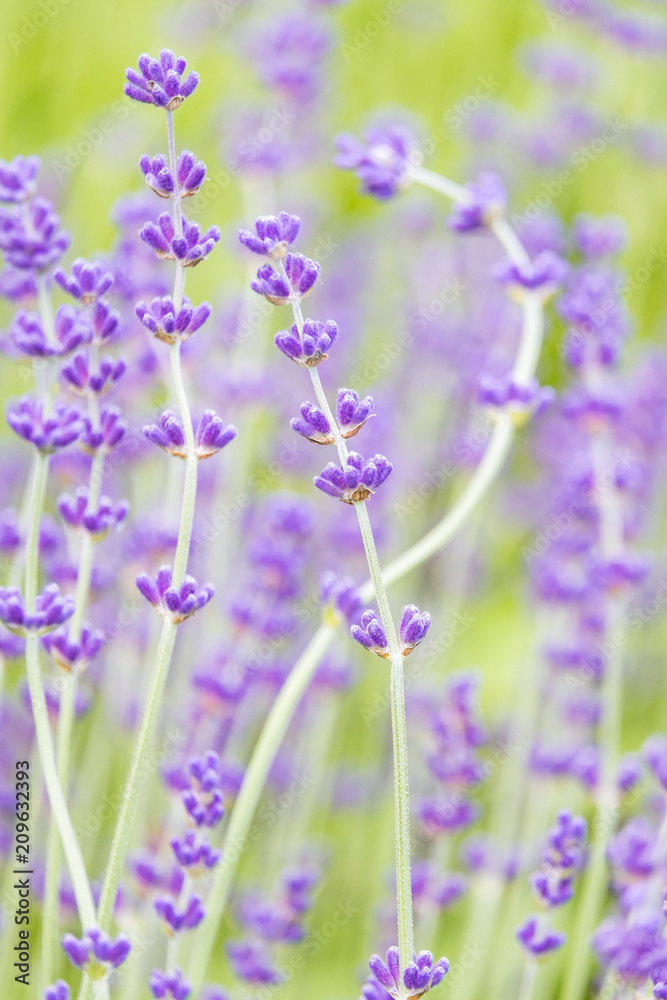 Obraz premium bright purple lavender flower field background with vertical orientation 