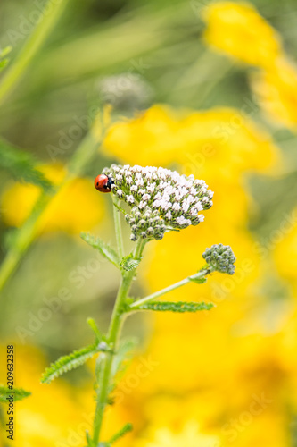 tiny ladybug crawling on top of white Cow Parsnip flower © Yi