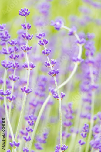 bright purple lavender flower field background with vertical orientation 