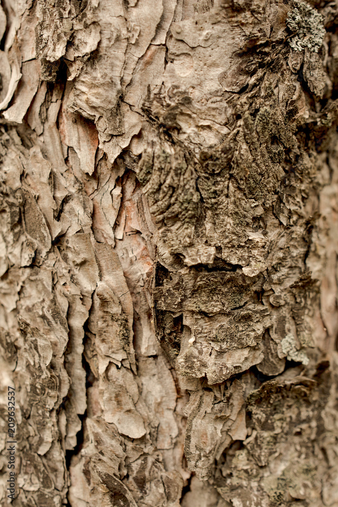 tree skin texture