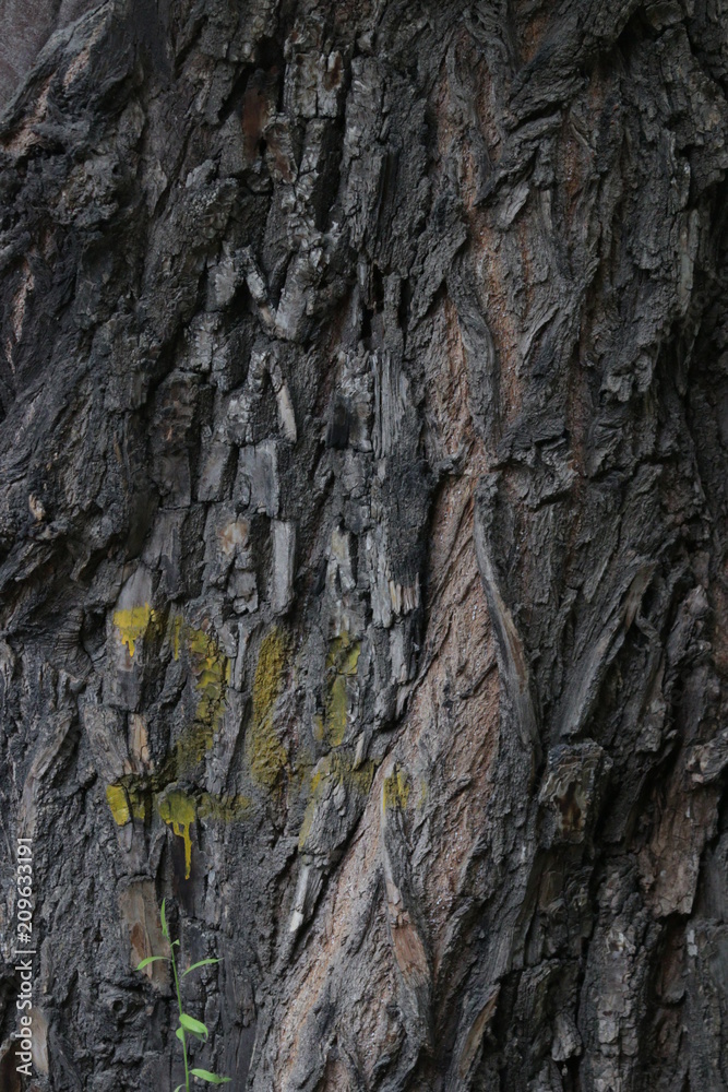 Tree Bark for Nature Background Tree Bark for Nature Background