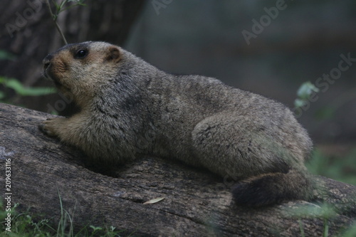 Close up TARBAGAN MAMOT (Marmota sibirica), found in China (Inner Mongolia and Heilongjiang), northern and western Mongolia, and Russia (southwest Siberia, Tuva, Transbaikalia)