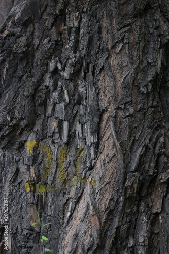 Tree Bark for Nature Background