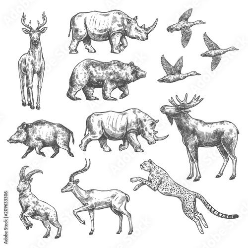 Animal sketch design of wild bird and mammal