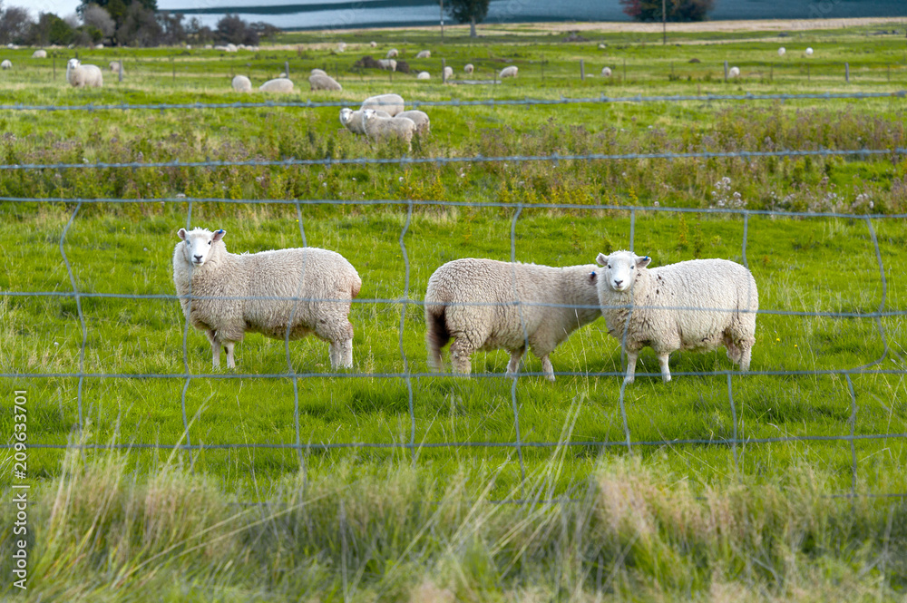 Fototapeta premium Curious sheep. Flock of sheep in a farm by a lake in Queenstown, New Zealand,
