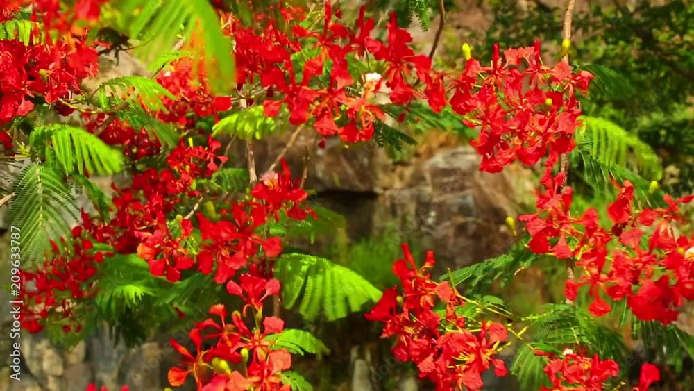 Royal poinciana, delonix regia from the fabaceae family also none as the flame tree, with its vibrant red flowers, panoramic panning camera high definition stock footage clip. Royal poinciana, delonix regia from the fabaceae family also none as the flame tree, with its vibrant red flowers, panoramic panning camera high definition stock footage clip.