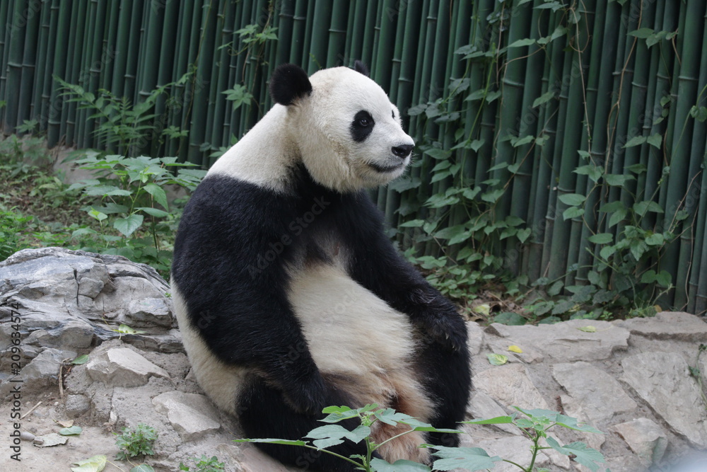 Close up Male Panda in Beijing, China