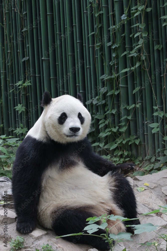 Obraz premium Funny Giant Panda in Beijing is Taking a Rest by Sitting , watching the Audiences