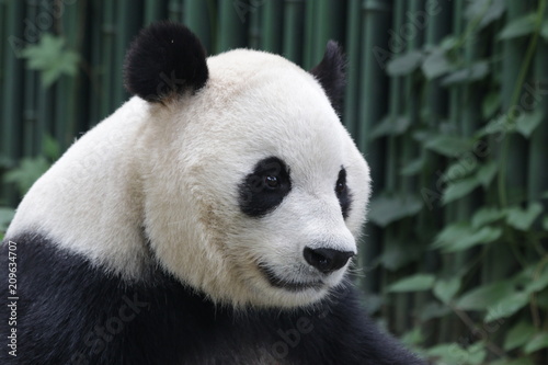 Close-up Giant Panda Happy Face, Beijing, China