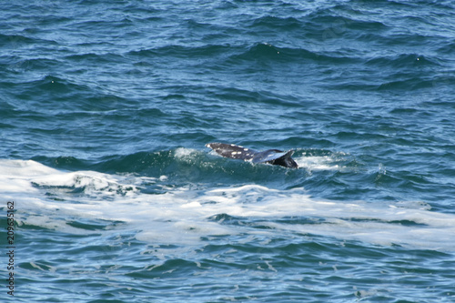 Diving Gray Whale off Pacific Coast of Oregon