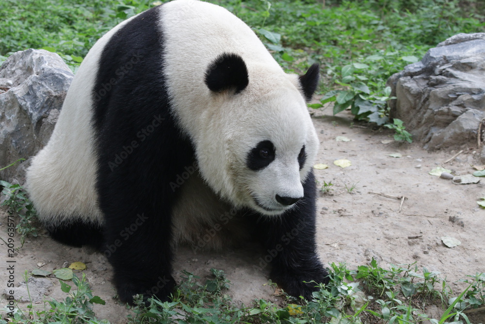 Close up Male Panda in Beijing, China