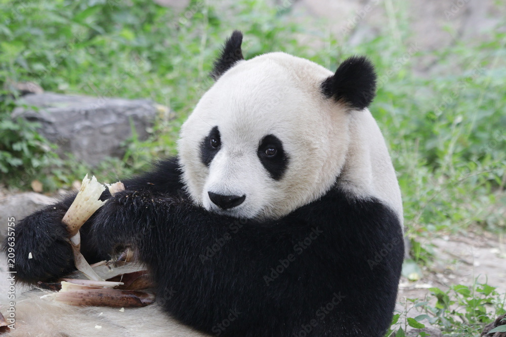 Close up Giant Panda , Beijing , China