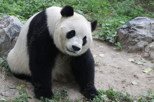 Curious Giant Panda, Beijing, China