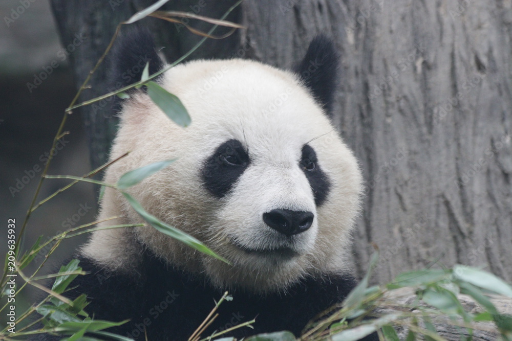 Obraz premium Close up Panda's Face , Wolong Giant Panda Nature Reserve, Shenshuping, China