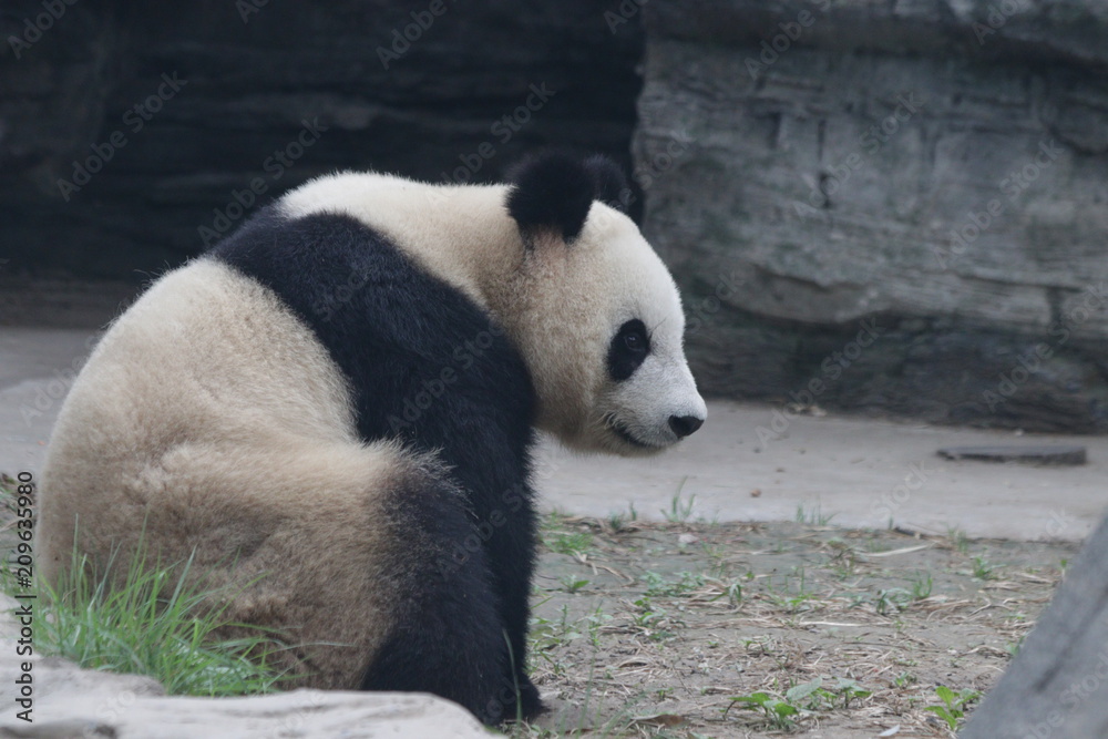 Fototapeta premium Close up Giant Panda on the Yard, Beijing Zoo, China