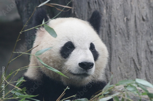 Close up Panda's Face , Wolong Giant Panda Nature Reserve, Shenshuping, China photo
