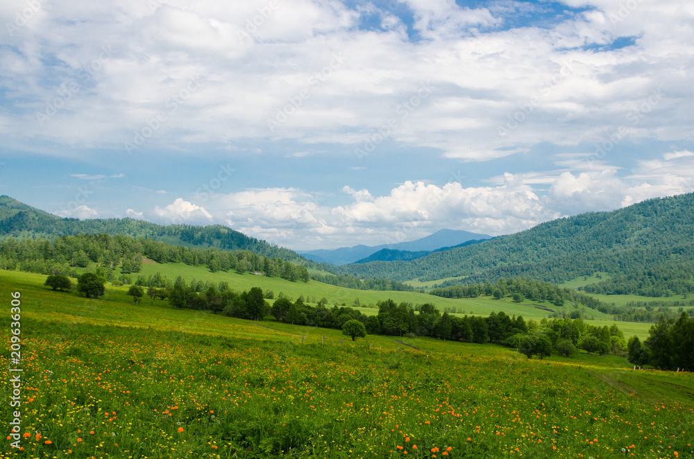 Green valley high on the mountains with the view to clear sky with blooming flowers. Green hills in mountain valley and cloudy sky. Summer landscape, Altai Mountains. Rolling green hills of Altai