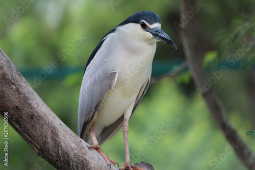 Blue bird on tree © Pallav